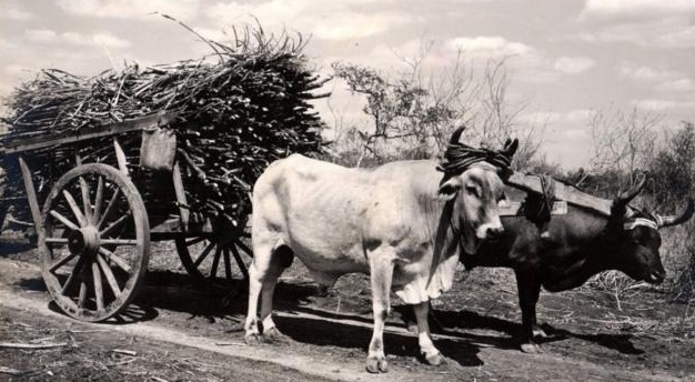 carreta-con-bueyes